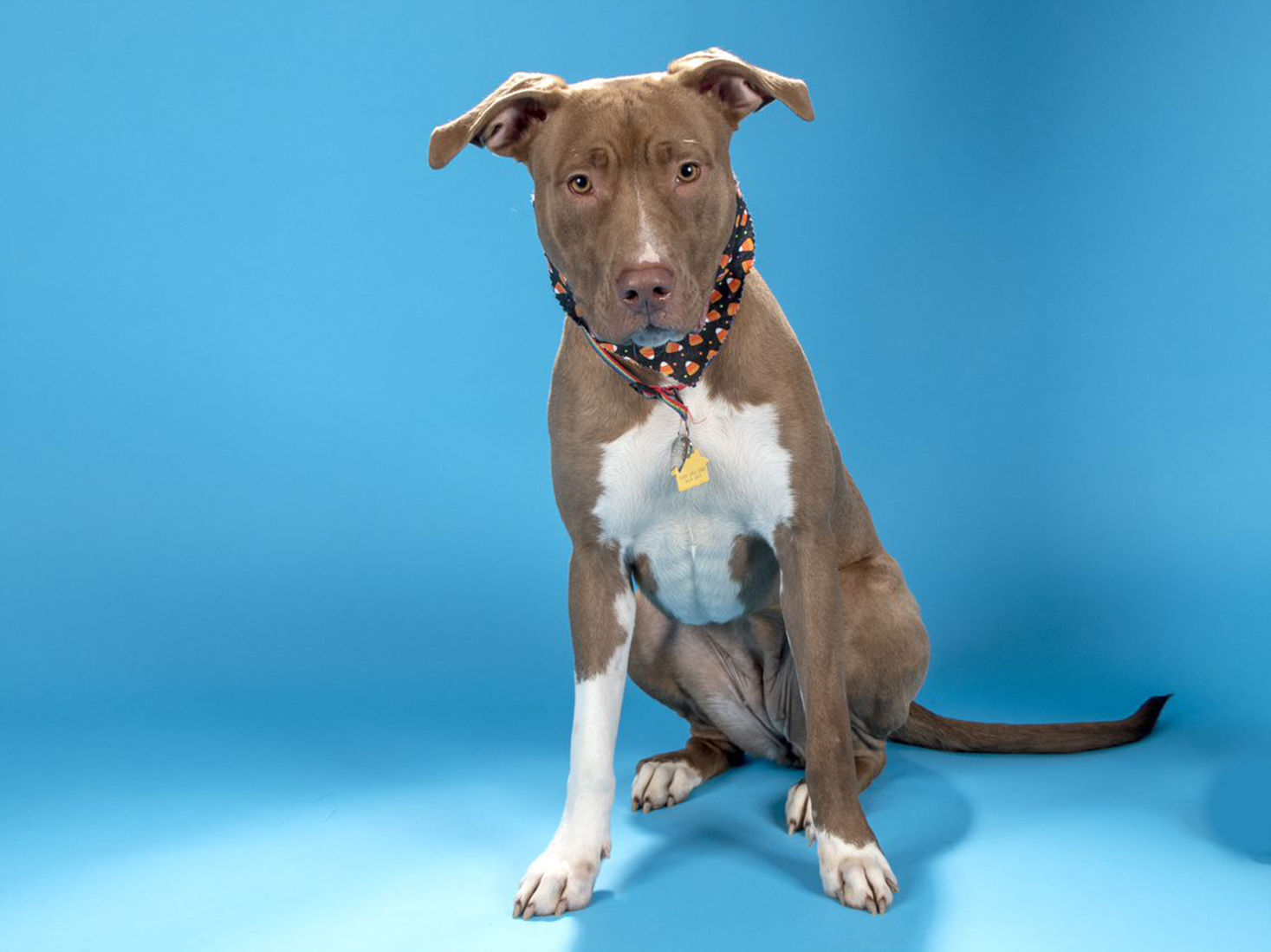 Last week's pet, still available: Nina